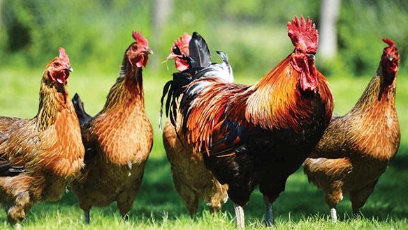 Gezen tavuk ve asma yaprağına sigorta